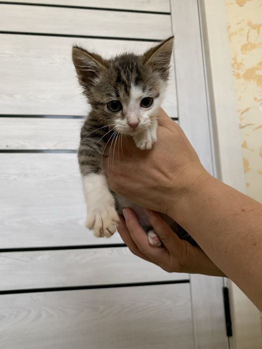 Отдам котят в добрые руки