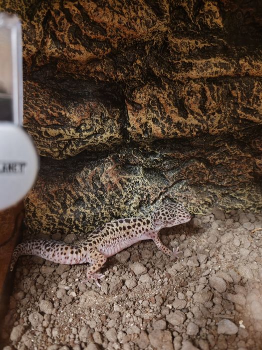 Șopârle Geko Leopard.