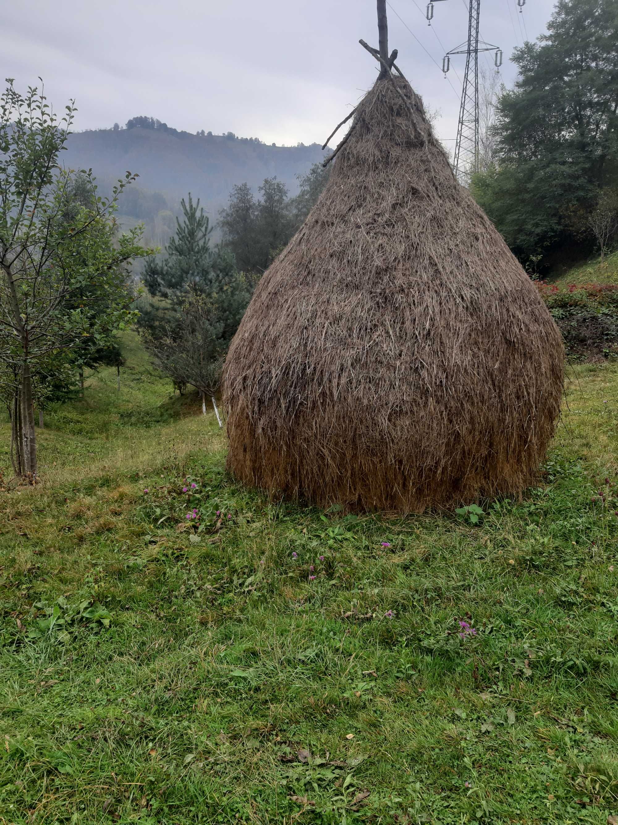 Vând fân grădină de calitate