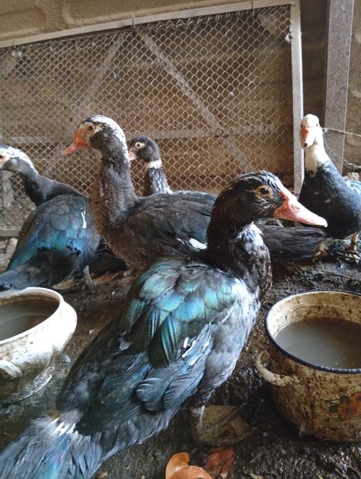 Индауткалар сотилади 4та .  5 ойлик 2та эркак 2та ургочи домашний