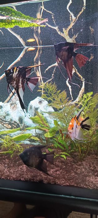 Продам . Скалярий и гурами.