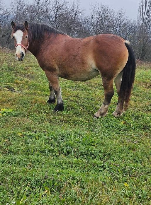 Vând iapa gestanta și manza de un an jumate