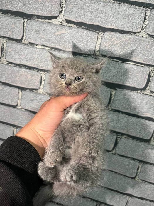 sckotech fold pishiq satiladi britan 2 ay