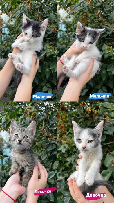 Отдам котят в добрые руки!