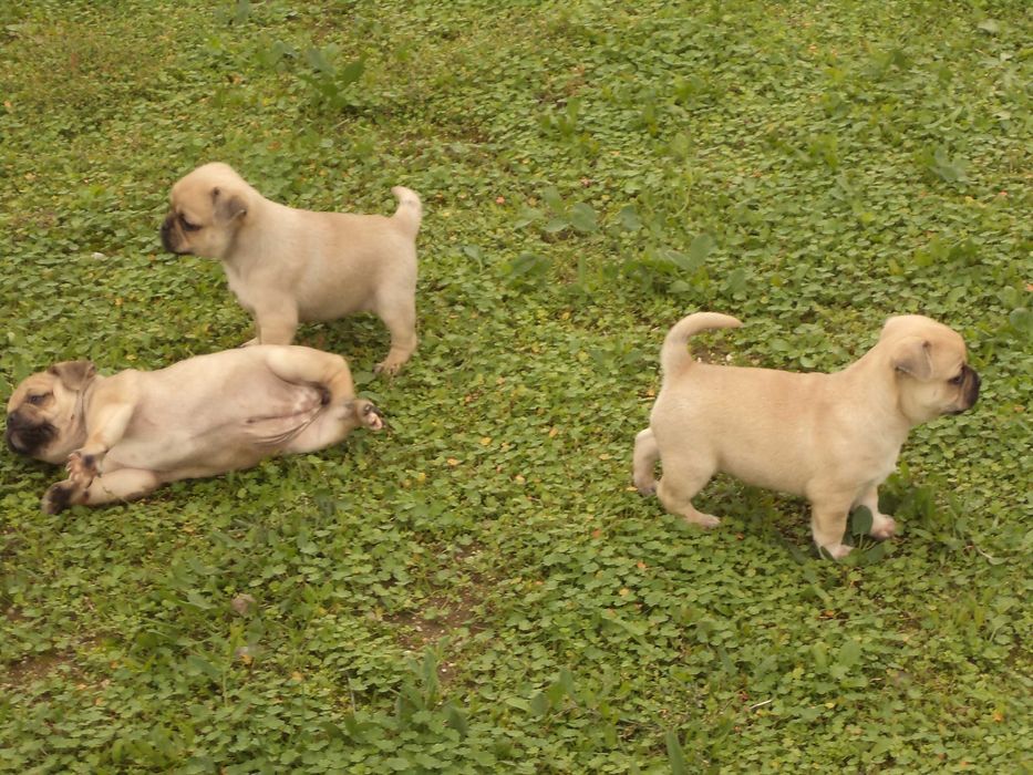 МОПС-бебета-3 броя!!!