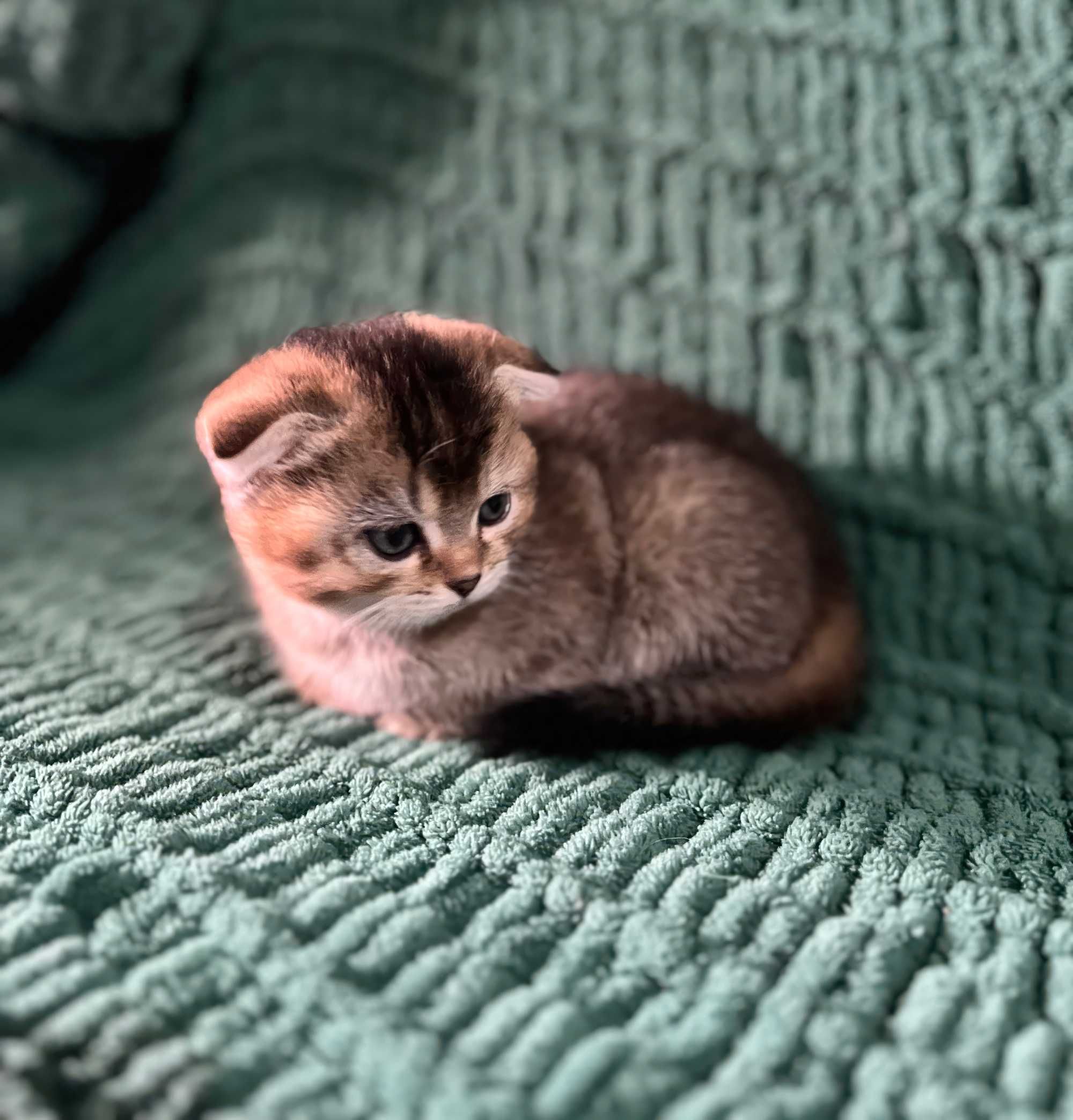Милые котята скоттиш-фолд