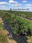 FolieAGROTEXTIL;Ideala Plantatie CAPSUNI/AFINI 1,5x100m=450lei;PREMIUM
