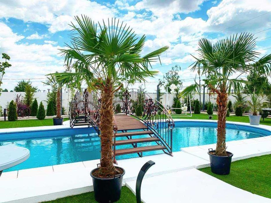 Inchirieri plante decorative