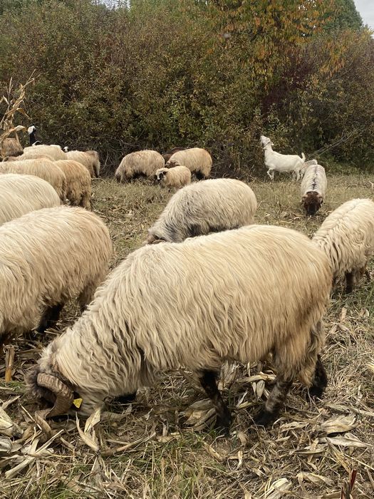 Berbecii de vânzare
