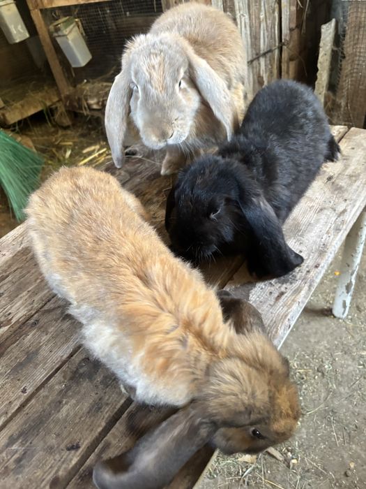 Iepuri  berbec german