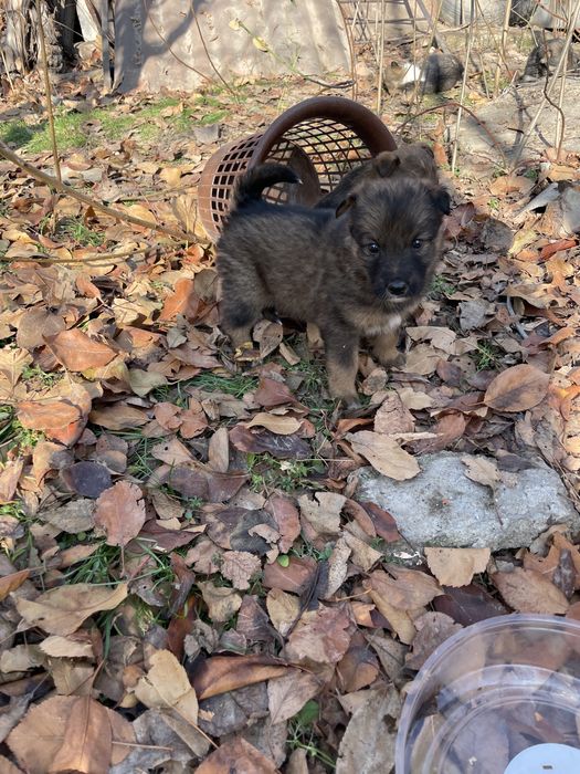 Отдам щенков в добрые руки