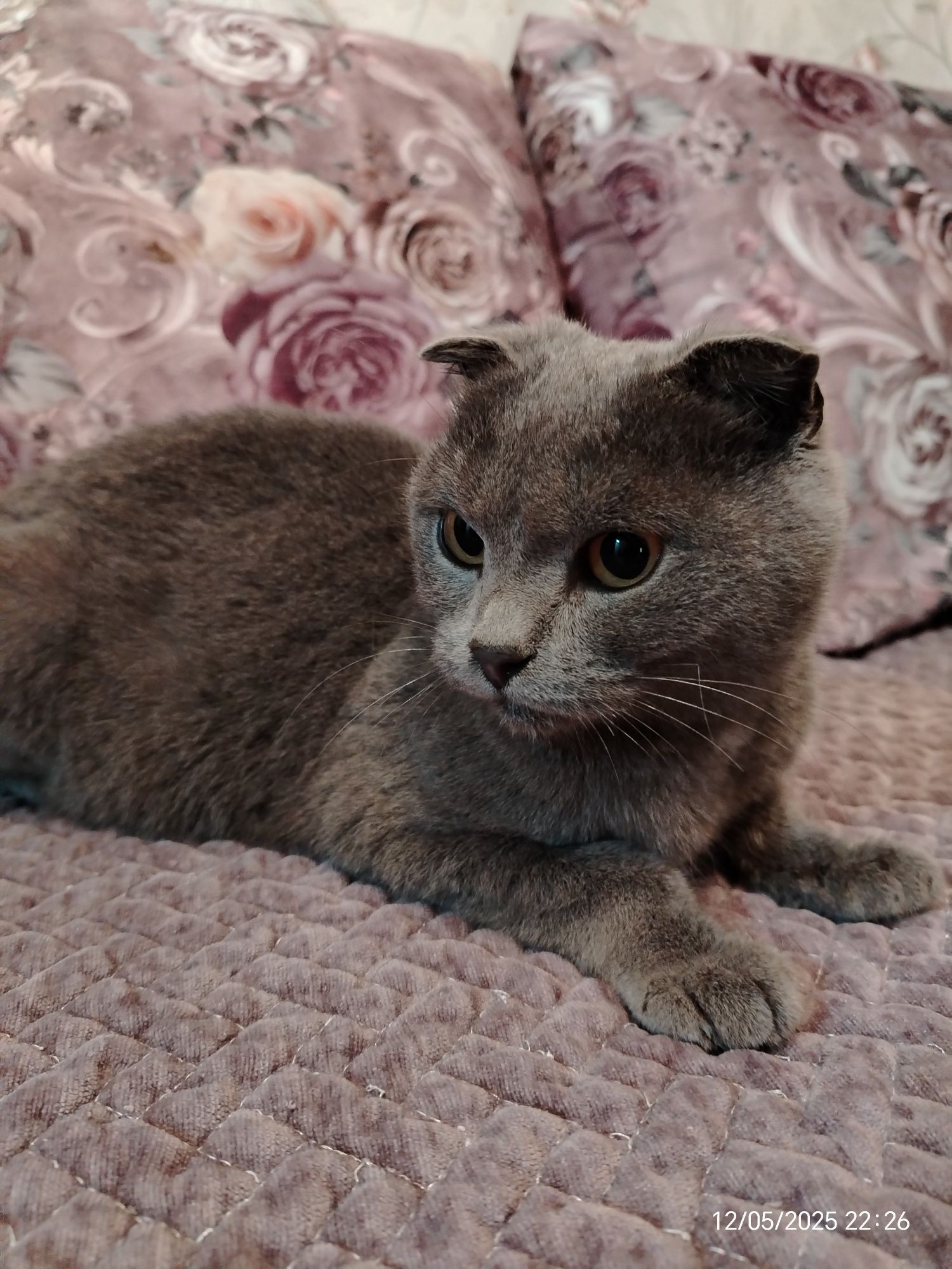 Кошечка вислоухая шотландка ищет дом и любящую семью.