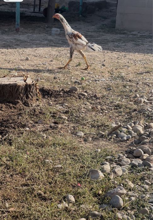 Шамо шоже 3 айлык