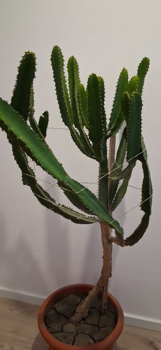Cactus Euphorbia ingens