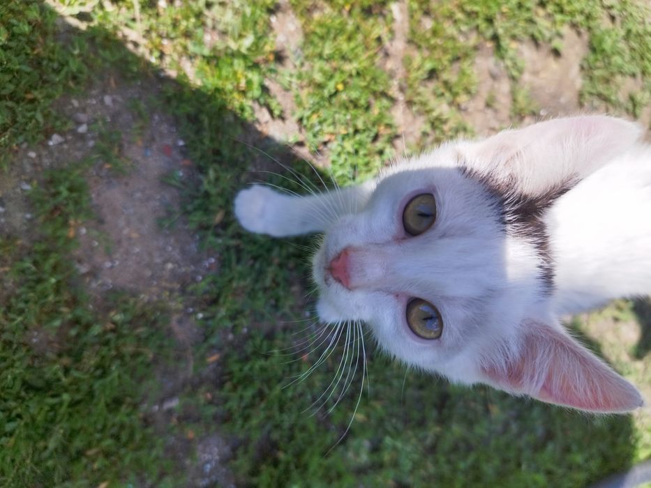 Маленький котенок