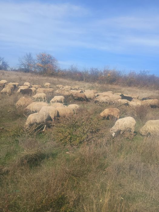 Oi de vânzare turmă de 80 bucati