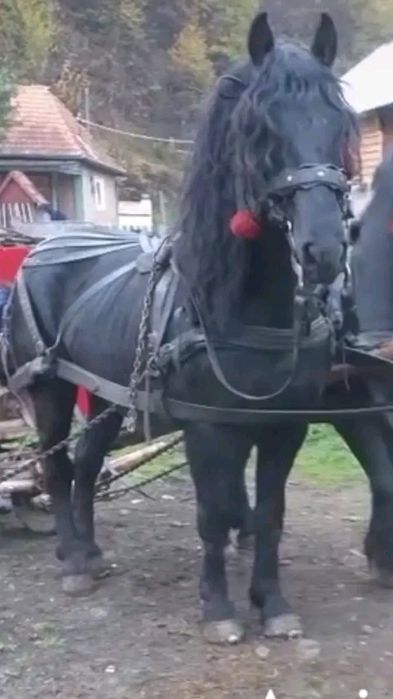 De vanzare Armasar 10 Ani!! Are pasaport!! Foarte bland!! 175 inaltime