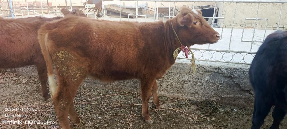 Ёш гуножинлар ва она бола сигир сотилади