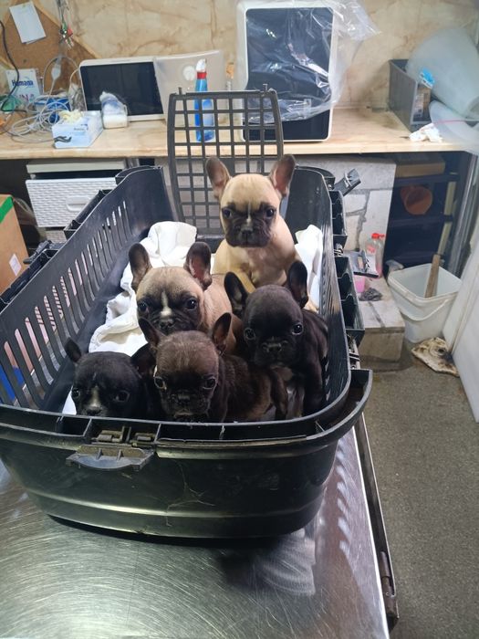 Френски булдог french bulldog
