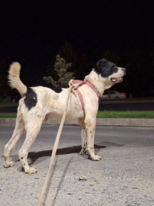 Продается алабай возраст год. Собака добрая, не агрессивная