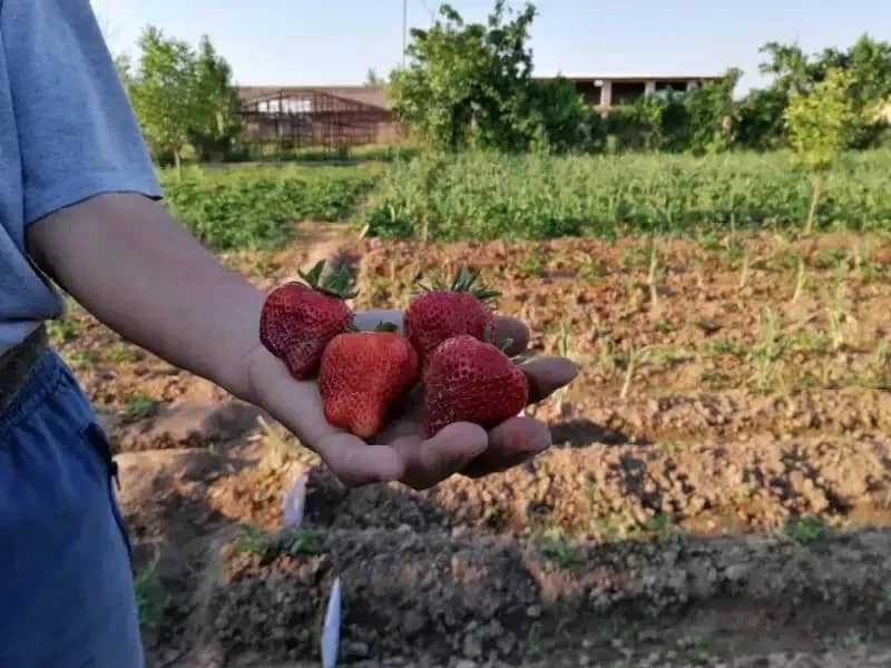 Рассада крупноплодной клубники.