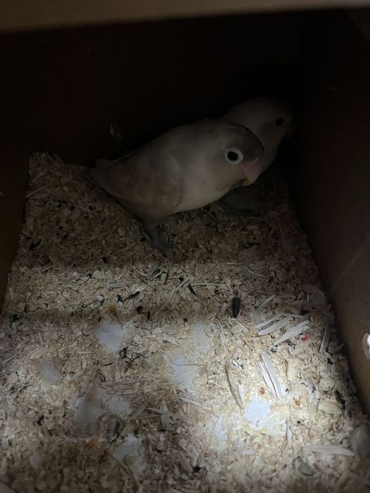 Nerazluchka  privazno’y tayyor para