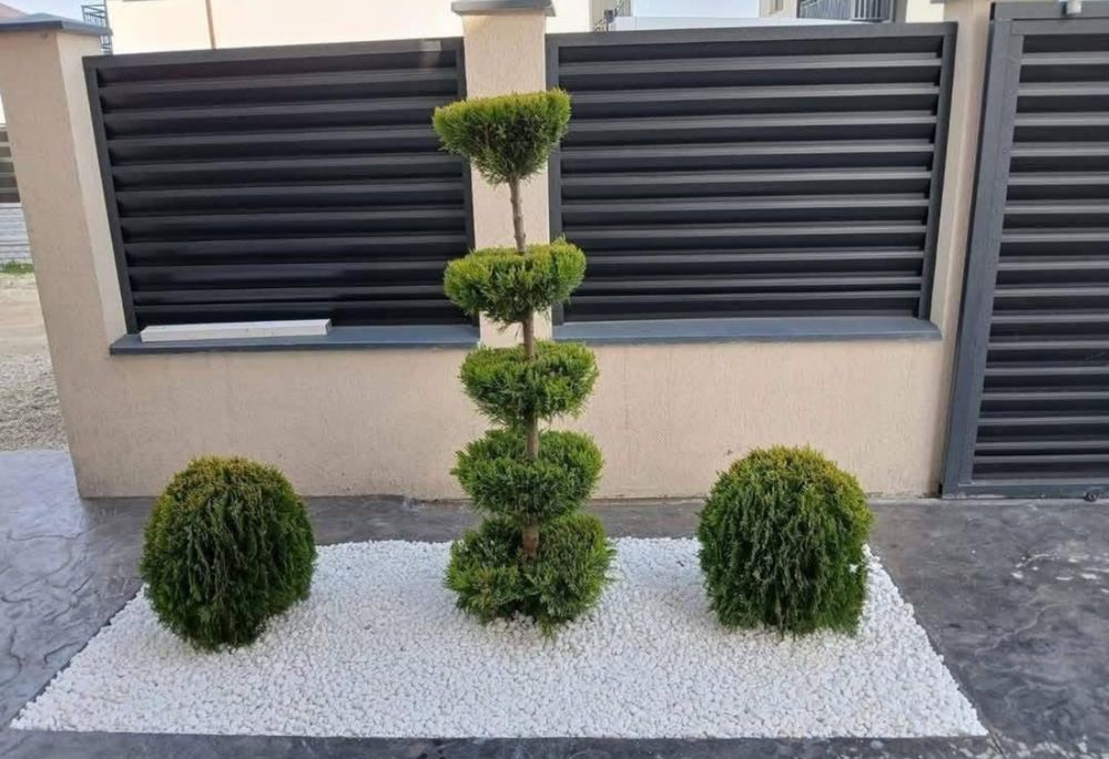 Plante ornamtale de diferite varietatii