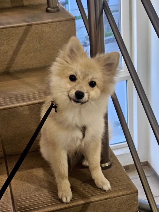 Продава се мини шпиц (Померан) – 5 месеца, МЪЖКИ