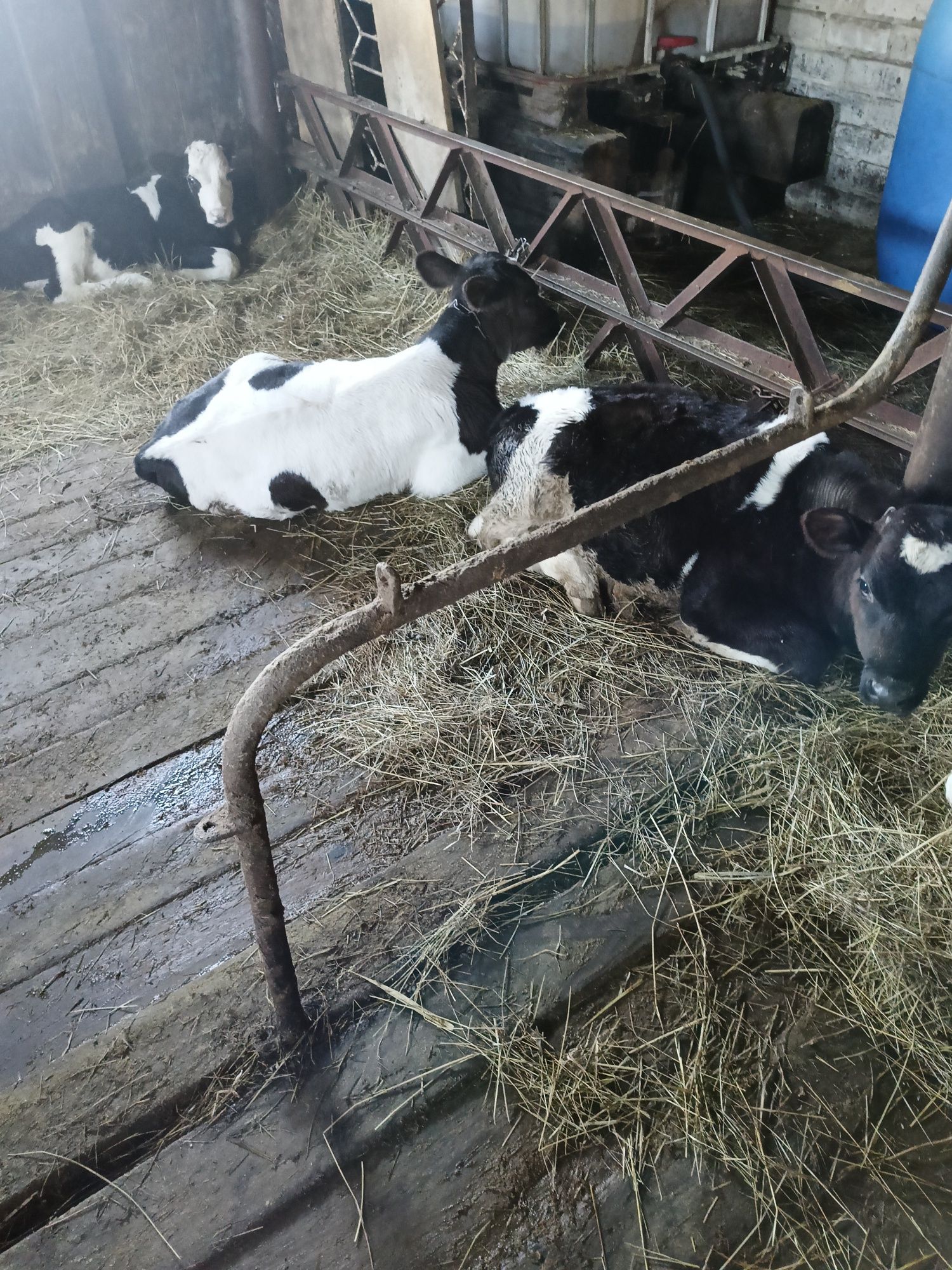 Продам племянных бычков от молочных коров