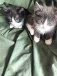 Котята от умной кошечки