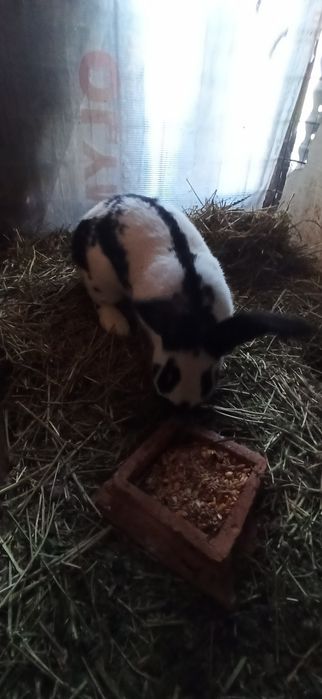 Uriaș pestriț german