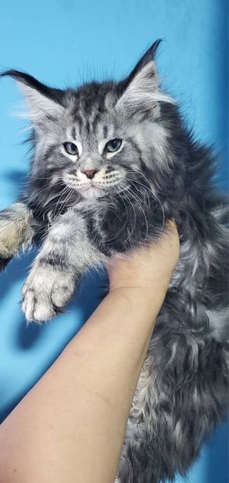 Мейн-кун котята продаётся