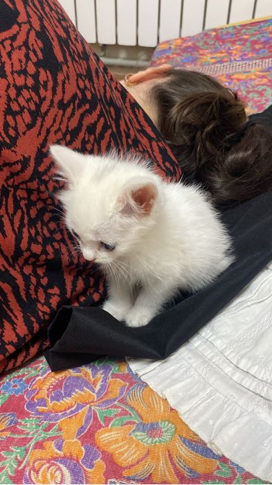 Котёнок около двух месецев