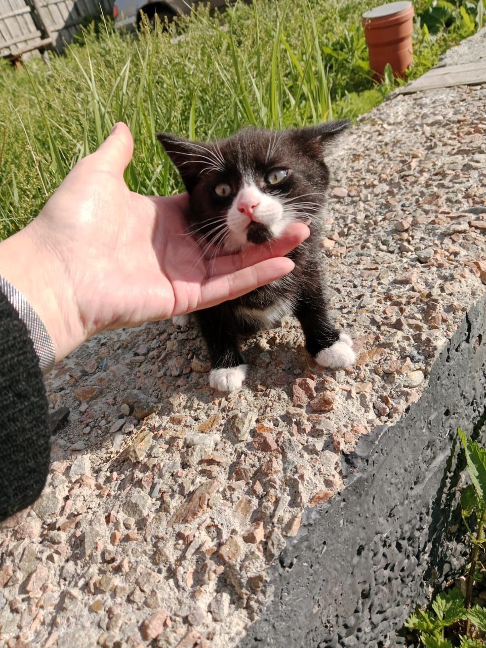 Ищем добрые руки котенку