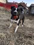 Amstaff Mascul 2 Ani plec din tara