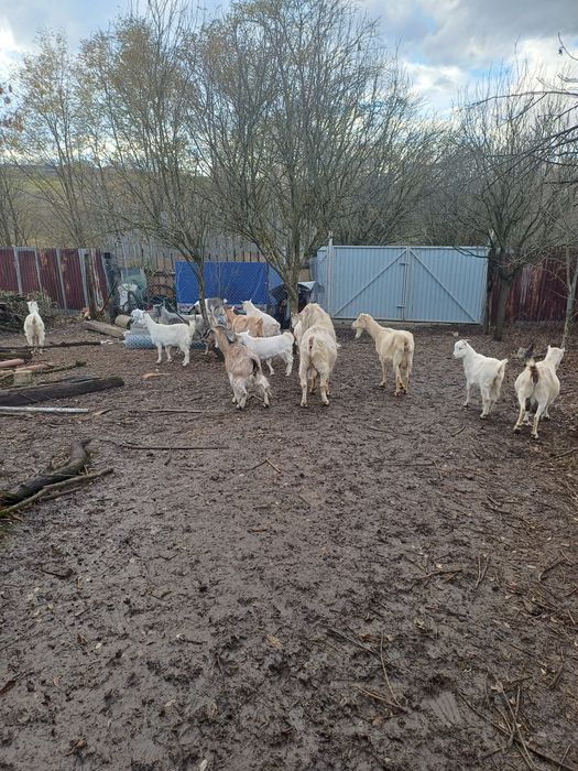 Vand 7 capre un tap si 7 iezi