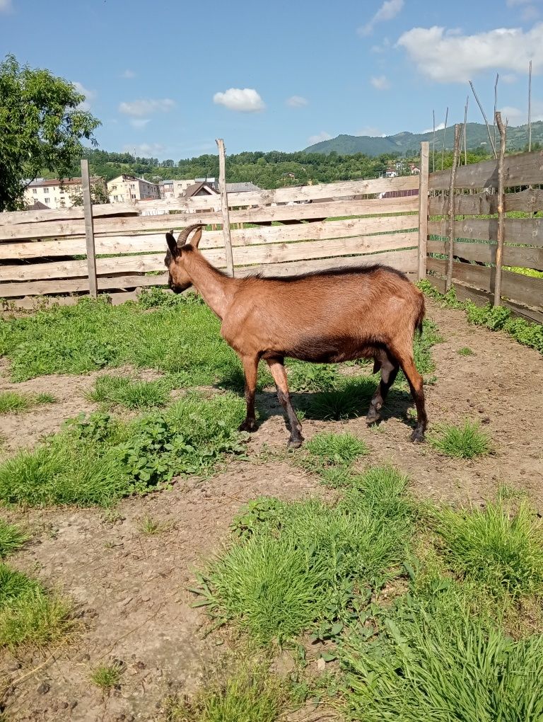 Vând capră Alpina franceza