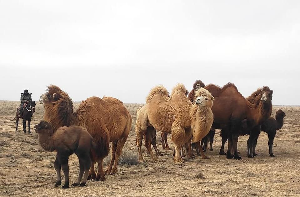 Амантқа түйе бағамыз