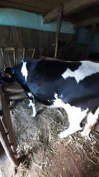 Vant junica de 13 luni Holstein