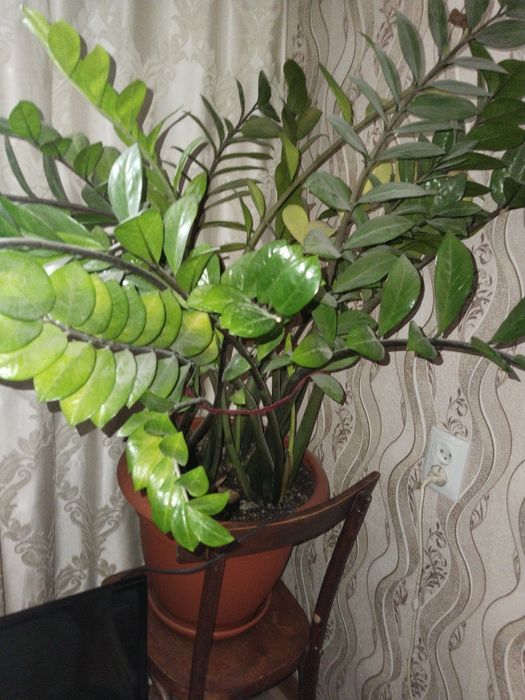 Продам цветок для офиса или школы или др. Цена 7000.