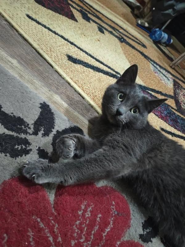 Котик срочно  ищет дом