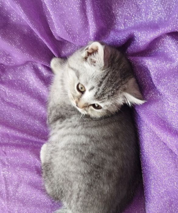 Шотландский котёнок