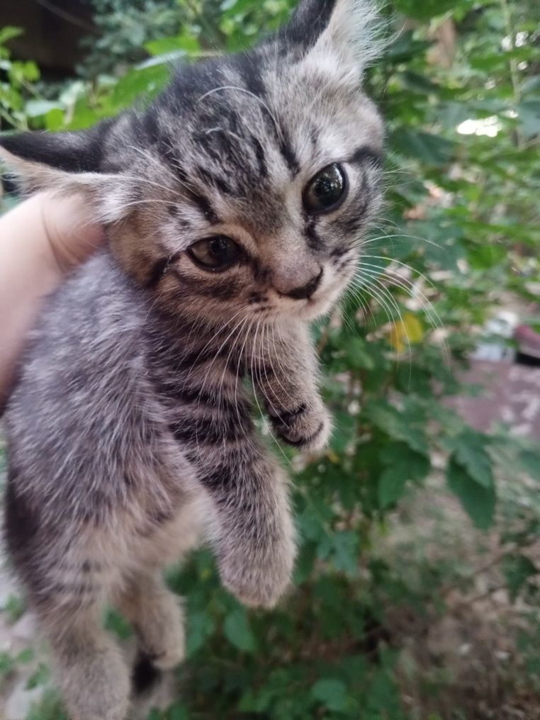 котята в подарок