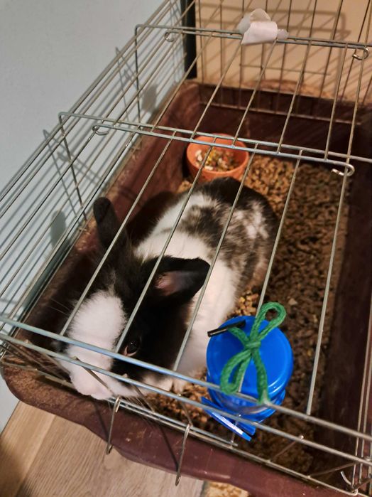 Подарявам женско и мъжко мини зайчета