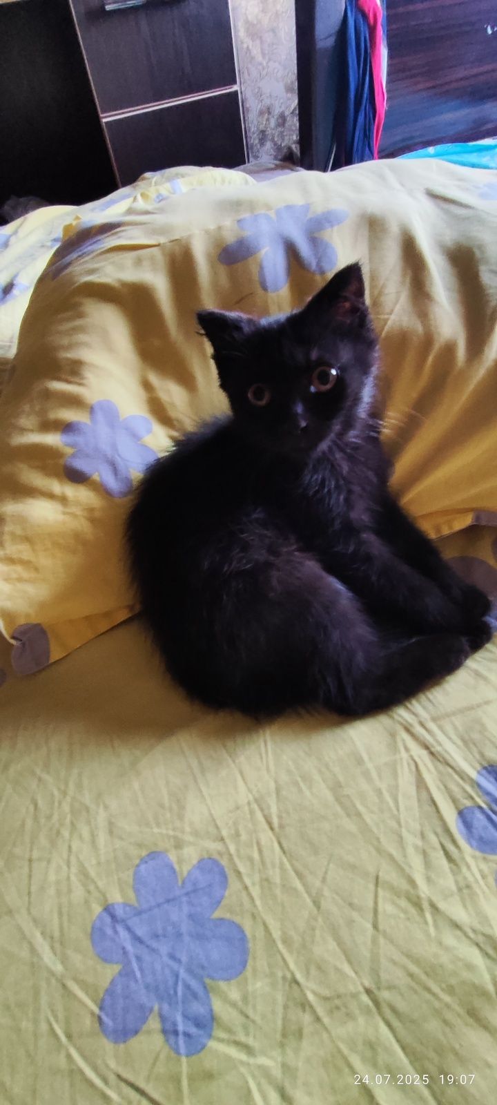 Котёнок черный мальчик