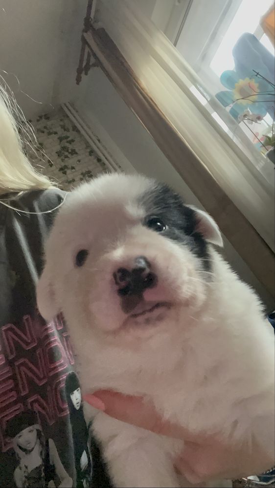 Pui de cățel disponibili din 3 iulie!