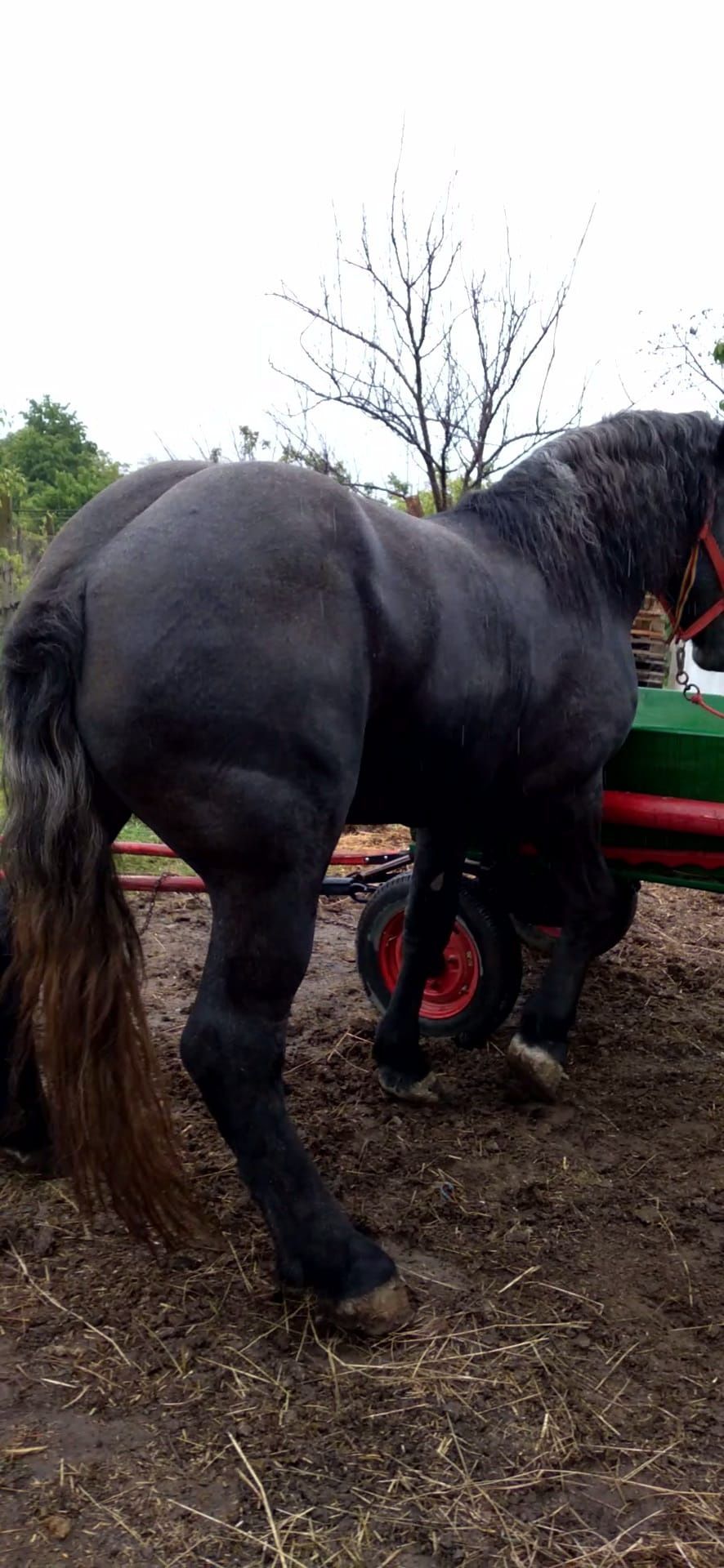 Armasar percheron pentru monta