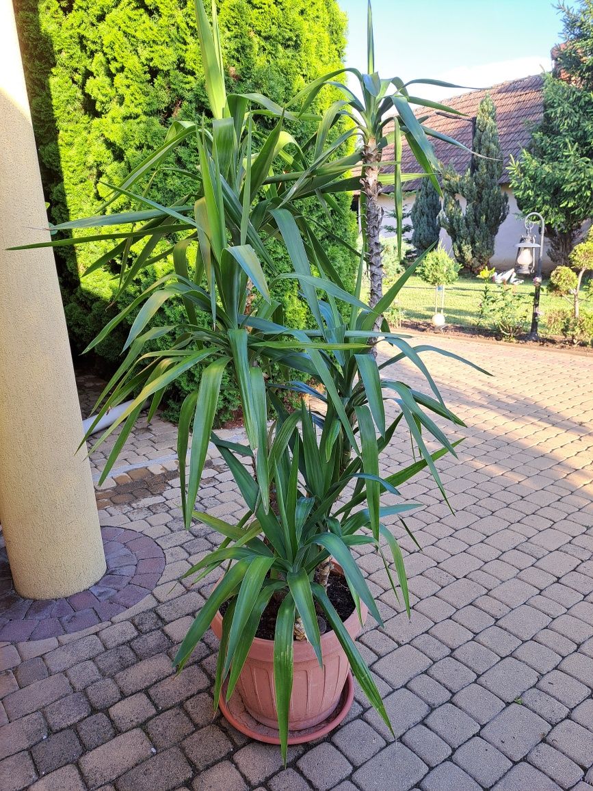 Plante deosebit de frumoase