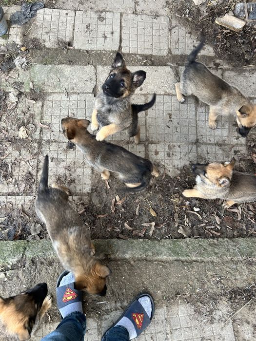 Малки Кучета Овчарки