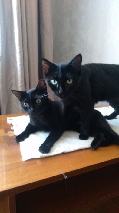 Отдам кошек в хорошие руки